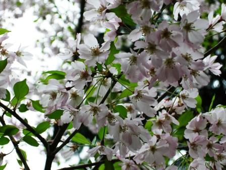土岐桜